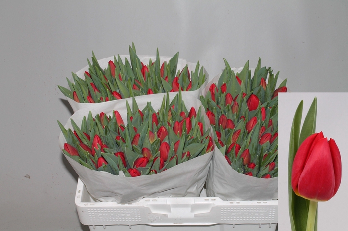 <h4>TU EN RED STONE</h4>