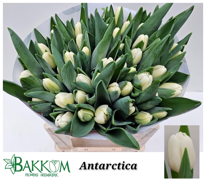 <h4>TU EN ANTARCTICA</h4>