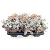 Kalanchoe pumila