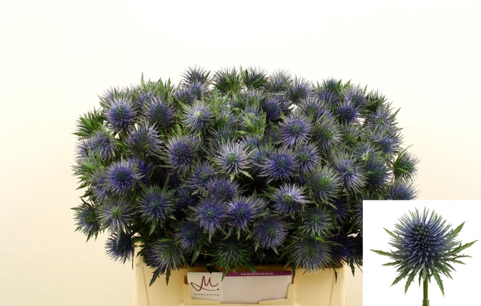 <h4>Eryngium Magnetar Questar</h4>