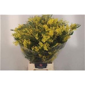 Acacia Mirandol Per Bunch 500 Gram Super