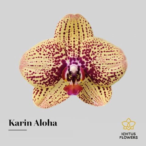 <h4>Phal Karin Aloha</h4>