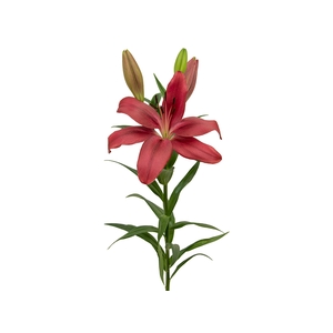 LIRIO ASIATICO VERMELHO 070 CM HT 3