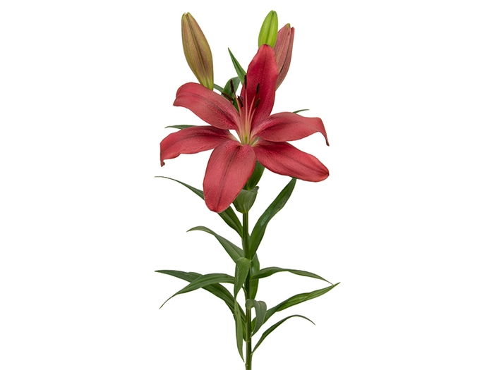 <h4>LIRIO ASIATICO VERMELHO 070 CM HT 3</h4>