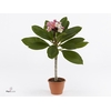 Plumeria Hawaiian 2/3 vertakt roze