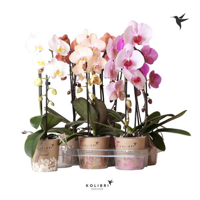 <h4>Phalaenopsis Elegant Cascade</h4>