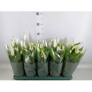 Spathiphyllum  'Bellini'