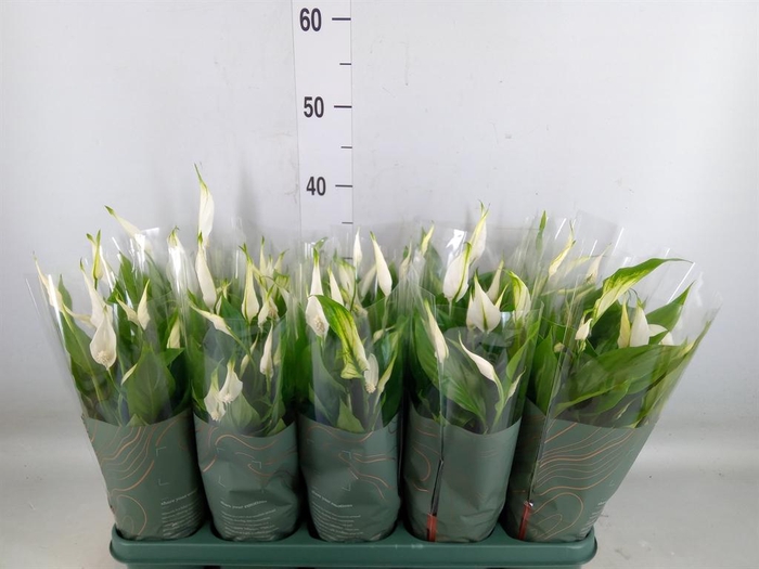 <h4>Spathiphyllum  'Bellini'</h4>