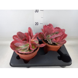 Kalanchoe NF thyrsiflora