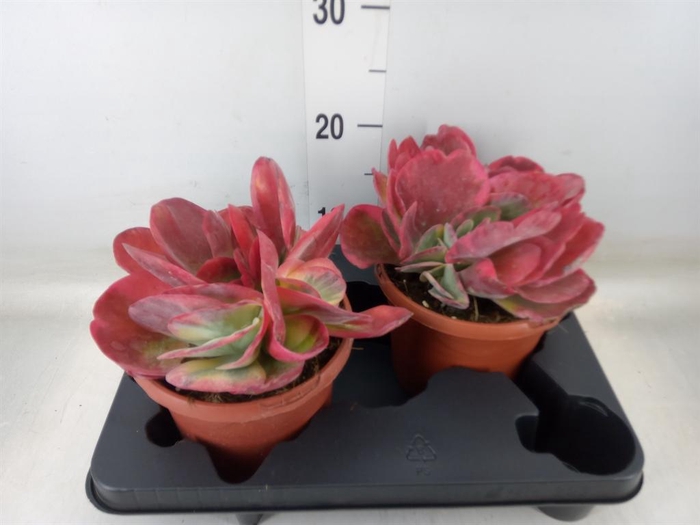 <h4>Kalanchoe NF thyrsiflora</h4>