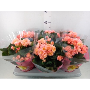 Begonia elat. DU 'Hailey Sunset'