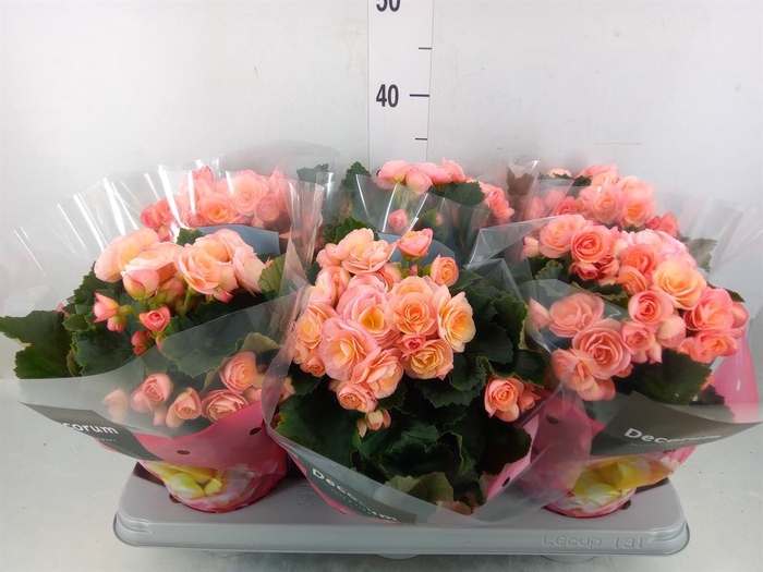 <h4>Begonia elat. DU 'Hailey Sunset'</h4>