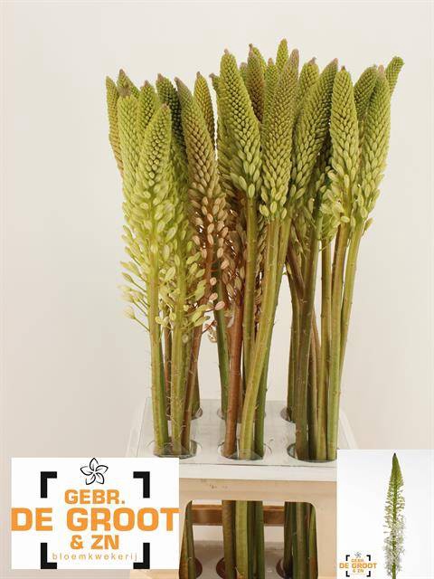 <h4>Eremurus Himalaicus</h4>
