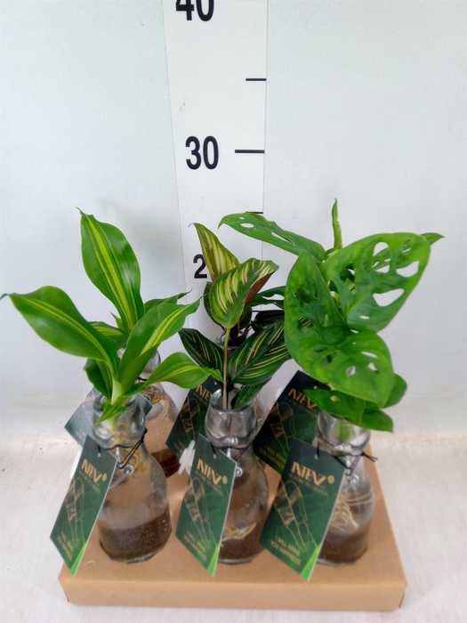 <h4>Planten ..mix</h4>