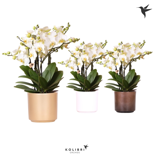 <h4>Kolibri Orchids Phalaenopsis Lausanne 6 spike in Simplicity mix</h4>