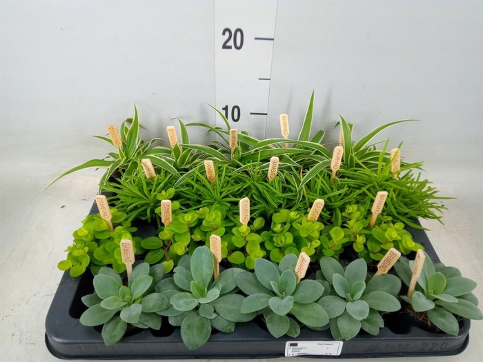 <h4>Planten  ..mix</h4>