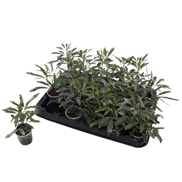 <h4>Schefflera elegantissima 'Castor'</h4>