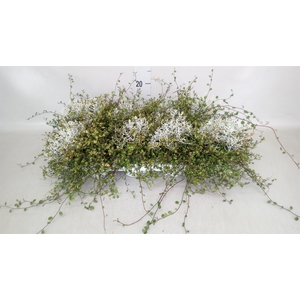 Leucophyta brownii