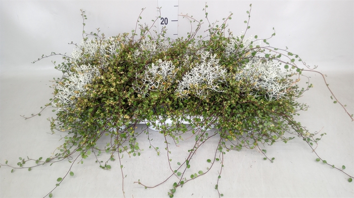 <h4>Leucophyta brownii</h4>