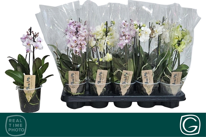 <h4>PHAL MF GEM 3 KL</h4>