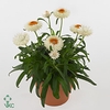 Bracteantha Dreamtime Jumbo White