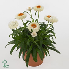 Bracteantha Dreamtime Jumbo White