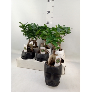 Ficus microcarpa 'Ginseng'
