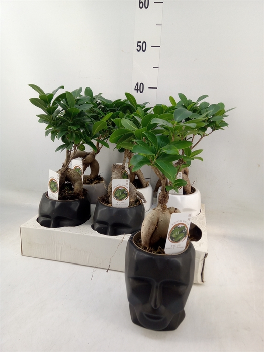 <h4>Ficus microcarpa 'Ginseng'</h4>