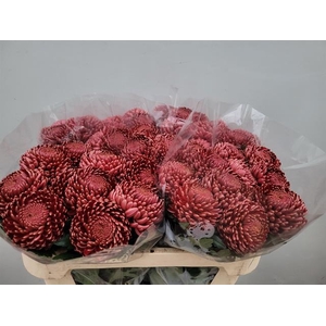 CHR G BIGOUDI RED