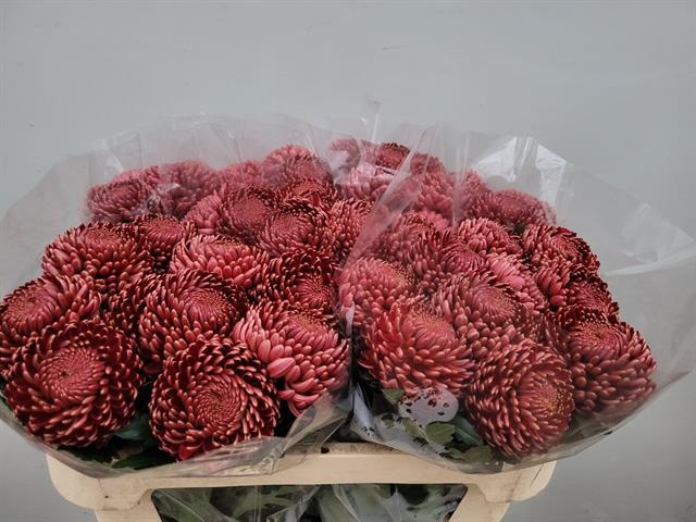 <h4>CHR G BIGOUDI RED</h4>