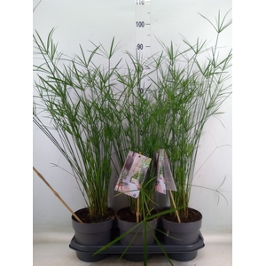 Cyperus alternifolius