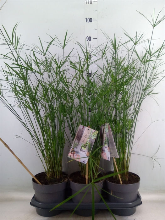 <h4>Cyperus alternifolius</h4>
