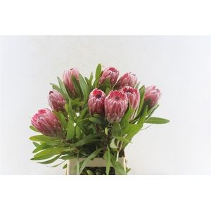 Protea Pink Ice Ex