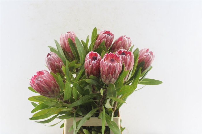 <h4>Protea Pink Ice Ex</h4>