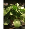 PILEA PEPEROMOIDES