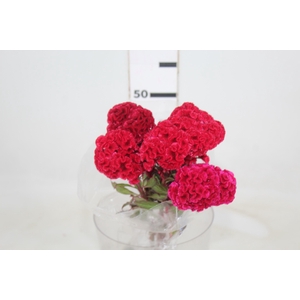 CELOSIA RED CHIEF 060 CM VERMELHO