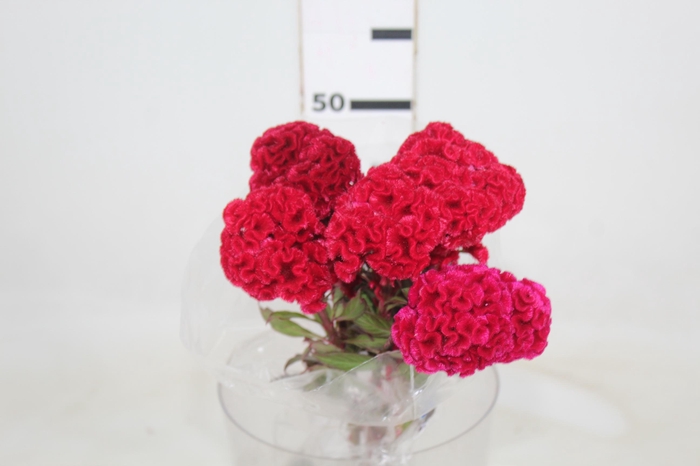 CELOSIA RED CHIEF 060 CM VERMELHO