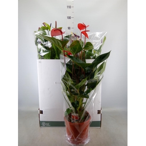 Anthurium   ...mix