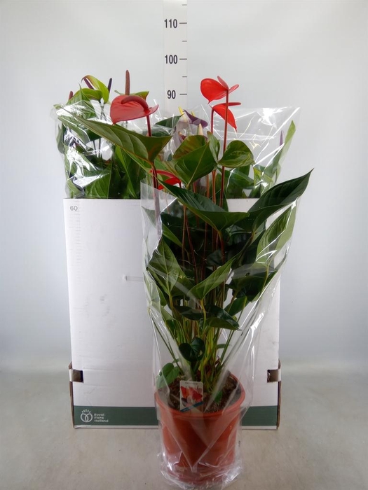 <h4>Anthurium ...mix</h4>