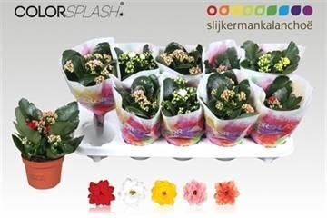 <h4>KAL GE GEM 5 KL</h4>