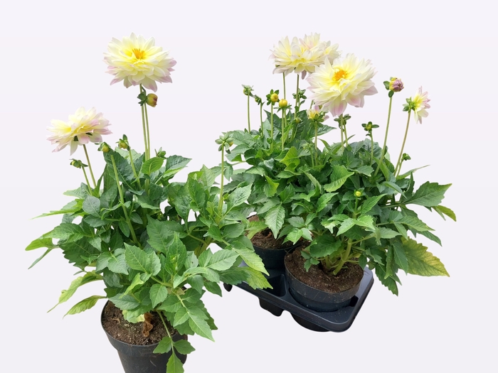 <h4>DAHL D LAB GR WHITE</h4>