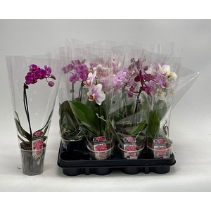 PHAL GEM
