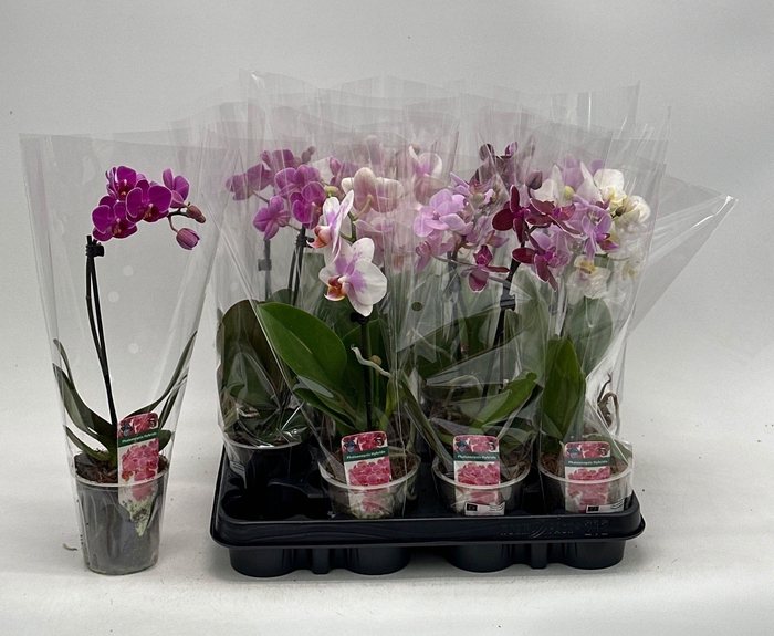 <h4>PHAL GEM</h4>