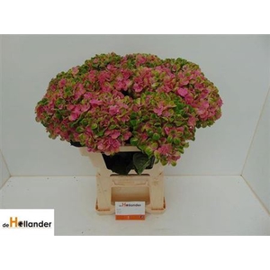 Hydr M Mag Coral Rose