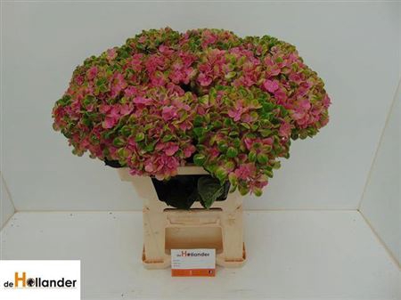 <h4>Hydr M Mag Coral Rose</h4>