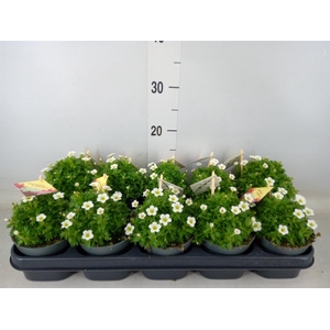 Saxifraga arend. 'Ice Colour Pearl'