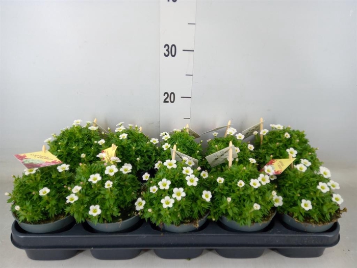 <h4>Saxifraga arend. 'Ice Colour Pearl'</h4>