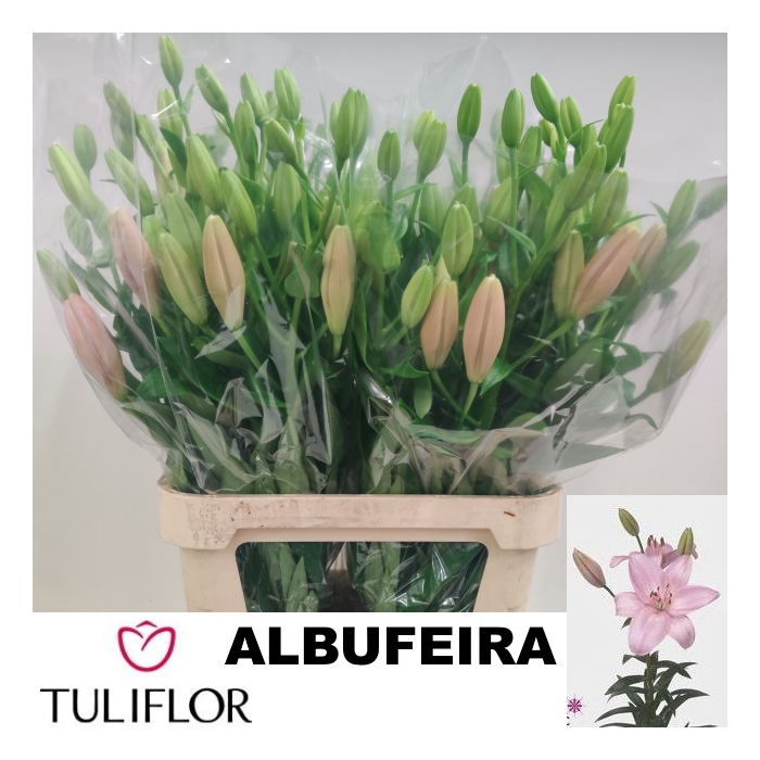 <h4>LI LA ALBUFEIRA</h4>