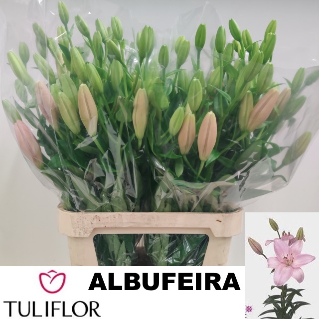 <h4>LI LA ALBUFEIRA</h4>