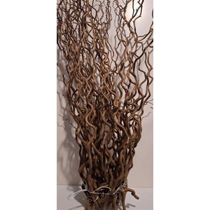 T Coryl Av Contorta 120cm